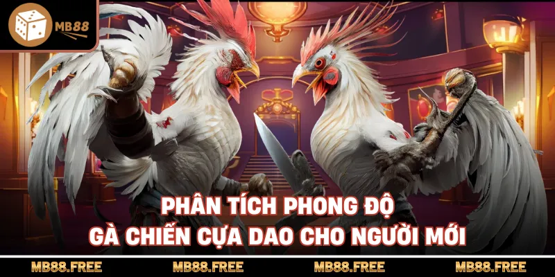 Phân tích phong độ gà chiến cựa dao cho người mới