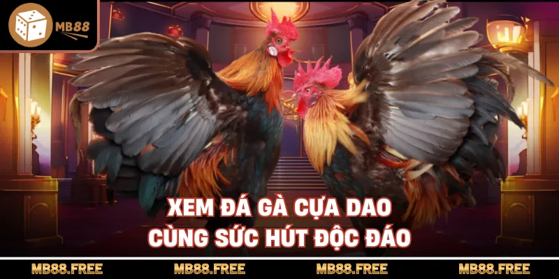 Xem đá gà cựa dao cùng sức hút độc đáo