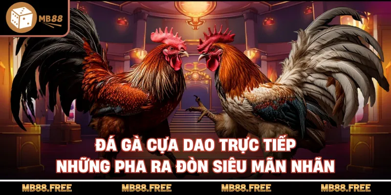 Đá Gà Cựa Dao Trực Tiếp Những Pha Ra Đòn Siêu Mãn Nhãn