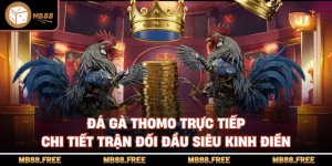 Đá Gà Thomo Trực Tiếp Chi Tiết Trận Đối Đầu Siêu Kinh Điển